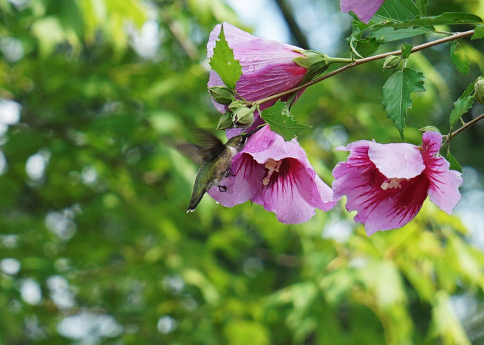 Althea Rose of Sharon Purple Pillar® - 2 Gallon