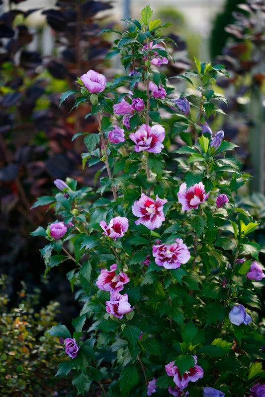 Althea Rose of Sharon Purple Pillar® - 2 Gallon