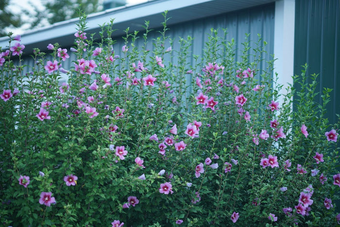 Althea Rose of Sharon Purple Pillar® - 2 Gallon