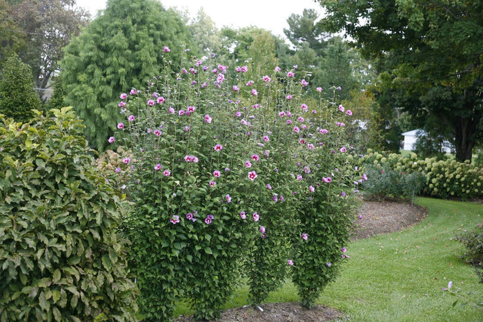 Althea Rose of Sharon Purple Pillar® - 2 Gallon