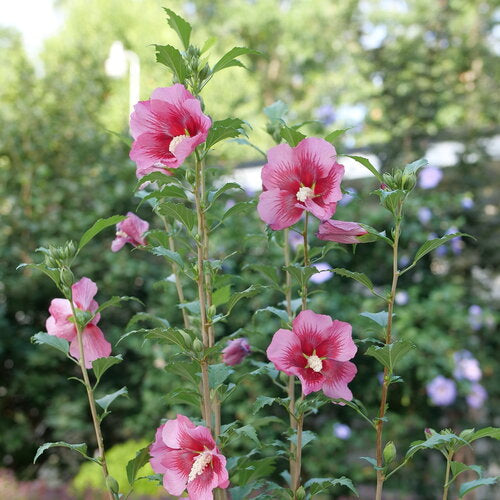 Althea Rose of Sharon Red Pillar® - 2 Gallon