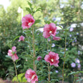 Althea Rose of Sharon Red Pillar® - 2 Gallon