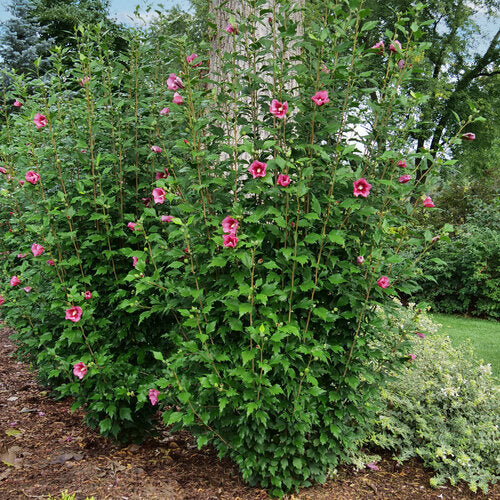 Althea Rose of Sharon Red Pillar® - 2 Gallon