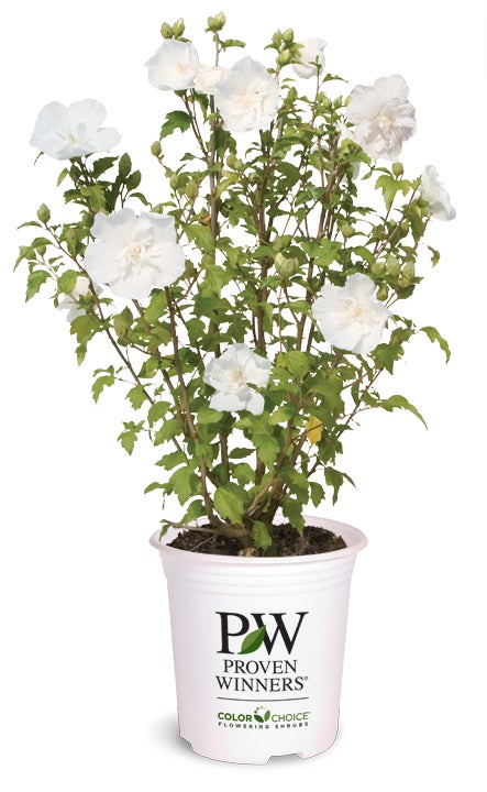 Althea Rose of Sharon White Chiffon® - 2 Gallon