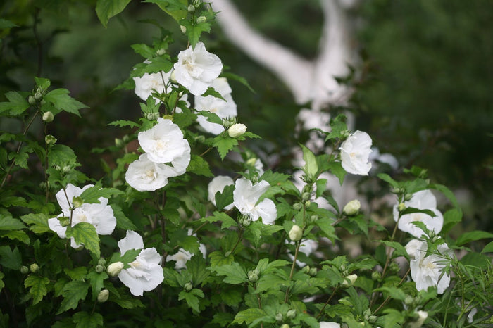 Althea Rose of Sharon White Chiffon® - 2 Gallon