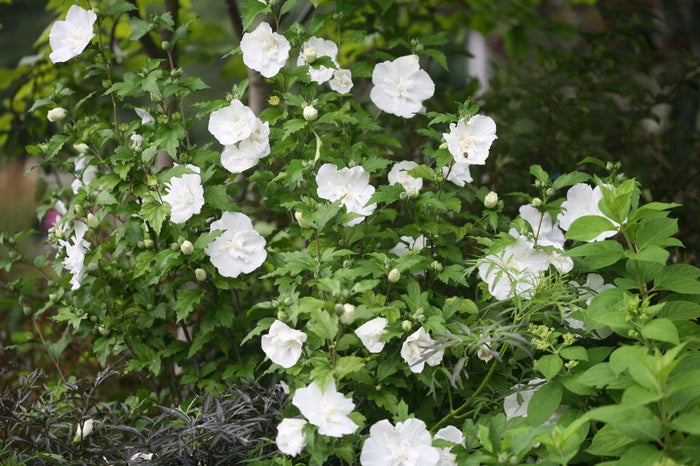 Althea Rose of Sharon White Chiffon® - 2 Gallon