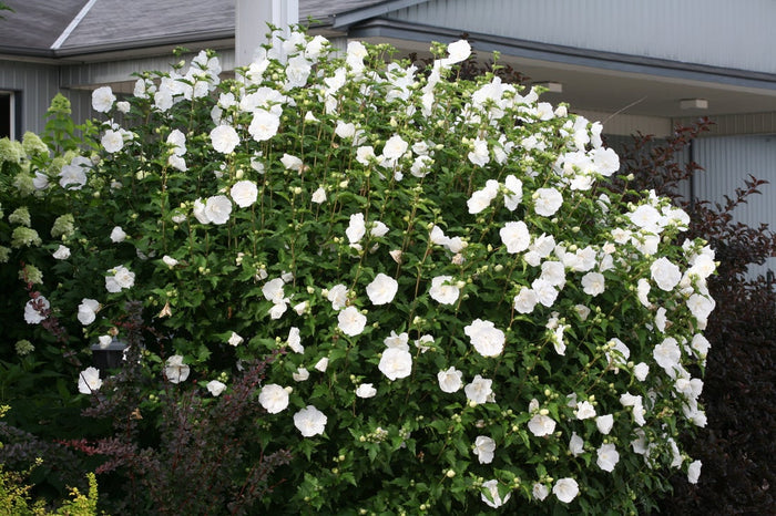 Althea Rose of Sharon White Chiffon® - 2 Gallon