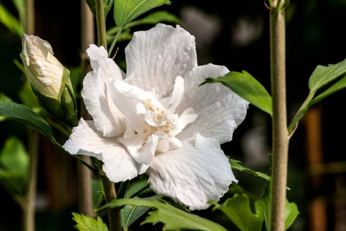 Althea Rose of Sharon White Pillar® - 2 Gallon