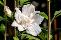 Althea Rose of Sharon White Pillar® - 2 Gallon