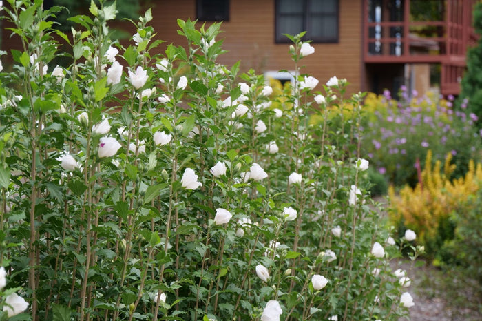 Althea Rose of Sharon White Pillar® - 2 Gallon