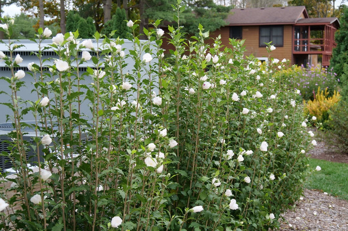 Althea Rose of Sharon White Pillar® - 2 Gallon