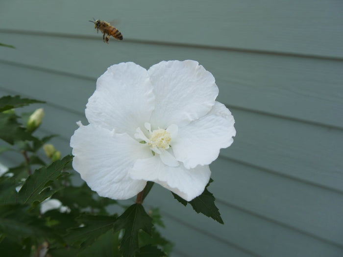 Althea Rose of Sharon White Pillar® - 2 Gallon