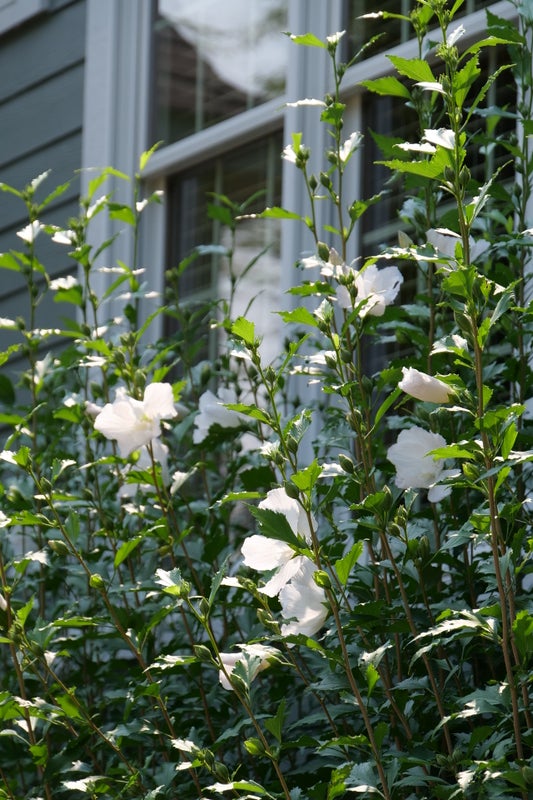 Althea Rose of Sharon White Pillar® - 2 Gallon