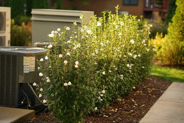 Althea Rose of Sharon White Pillar® - 2 Gallon
