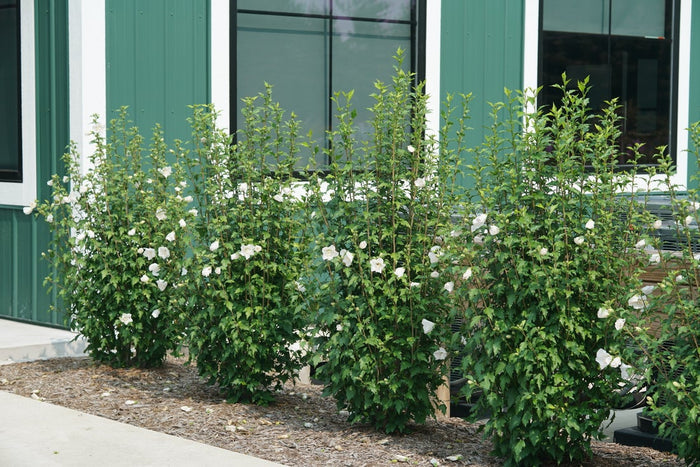 Althea Rose of Sharon White Pillar® - 2 Gallon