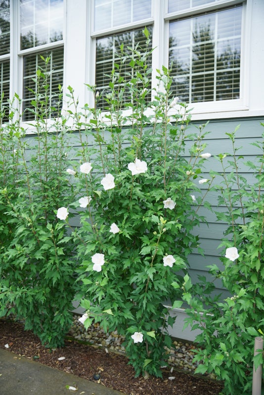 Althea Rose of Sharon White Pillar® - 2 Gallon