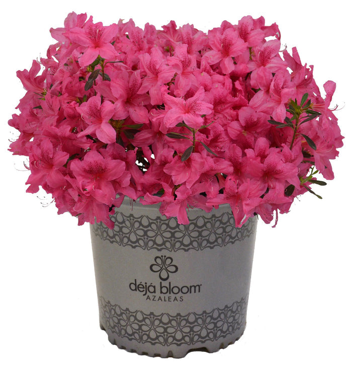 Azalea Deja Bloom® Orchid Showers™ - 6"