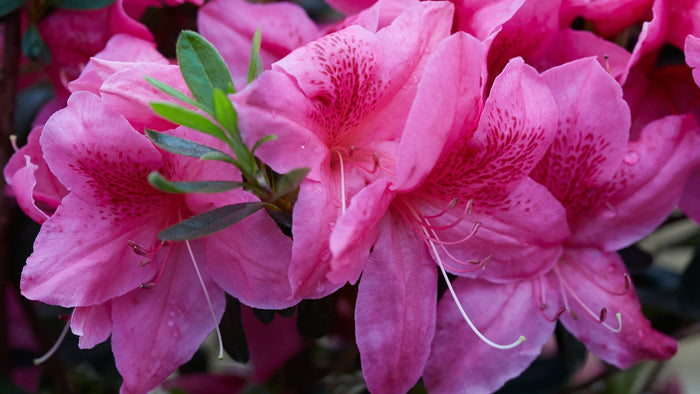 Azalea Deja Bloom® Orchid Showers™ - 6"