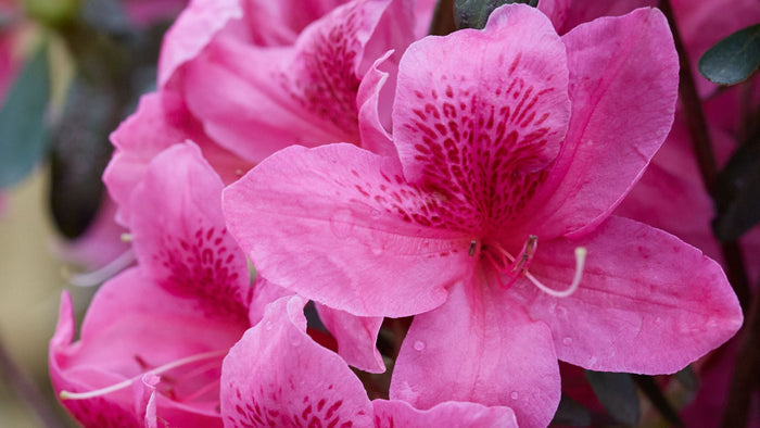 Azalea Deja Bloom® Orchid Showers™ - 6"