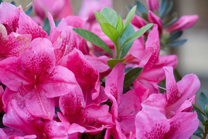Azalea Deja Bloom® Orchid Showers™ - 6"