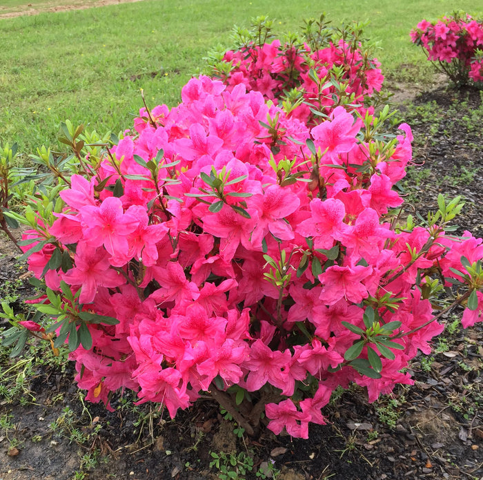 Azalea Deja Bloom® Orchid Showers™ - 6"