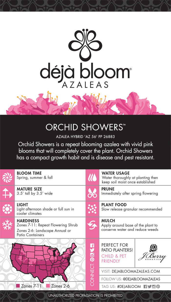 Azalea Deja Bloom® Orchid Showers™ - 6"