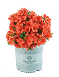 Azalea Deja Bloom® Red Tiara™ - 6" pot