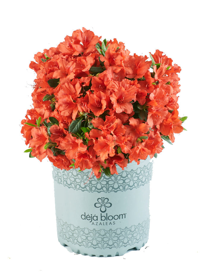 Azalea Deja Bloom® Red Tiara™ - 6" pot