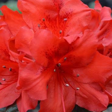 Azalea Deja Bloom® Red Tiara™ - 6" pot