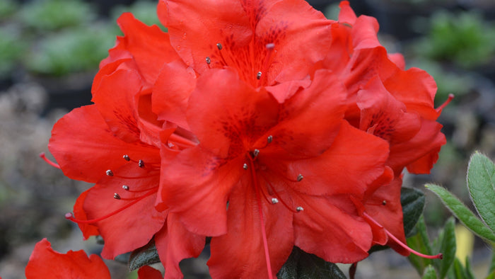 Azalea Deja Bloom® Red Tiara™ - 6" pot