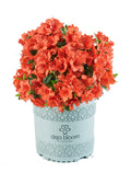 Azalea Deja Bloom® Red Tiara™ - 6"