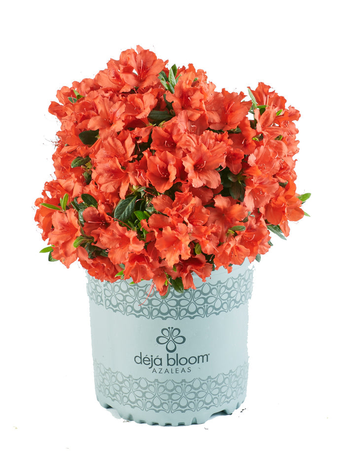 Azalea Deja Bloom® Red Tiara™ - 6"