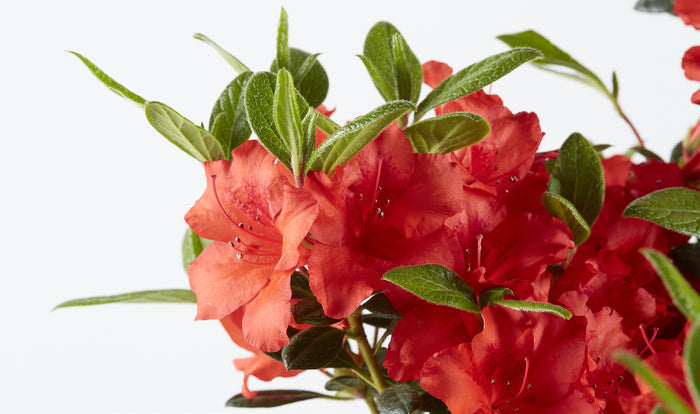 Azalea Deja Bloom® Red Tiara™ - 6"