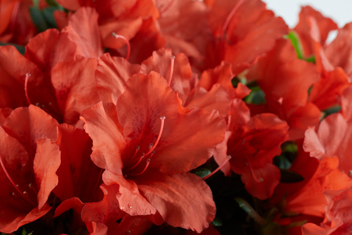 Azalea Deja Bloom® Red Tiara™ - 6"