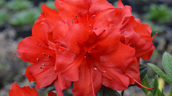 Azalea Deja Bloom® Red Tiara™ - 6"