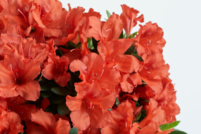 Azalea Deja Bloom® Red Tiara™ - 6"