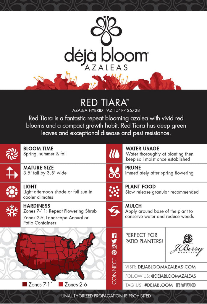 Azalea Deja Bloom® Red Tiara™ - 6"