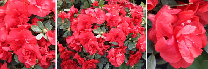 Azalea Deja Bloom® Vixen™ - 6” Pot