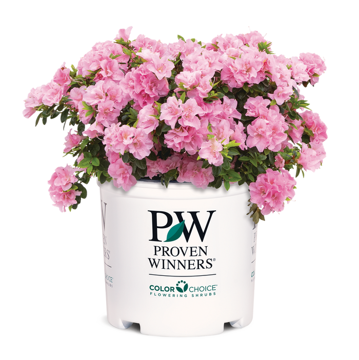 Azalea Perfecto Mundo® Double Pink - 2 Gallon