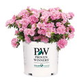 Azalea Perfecto Mundo® Double Pink - 2 Gallon