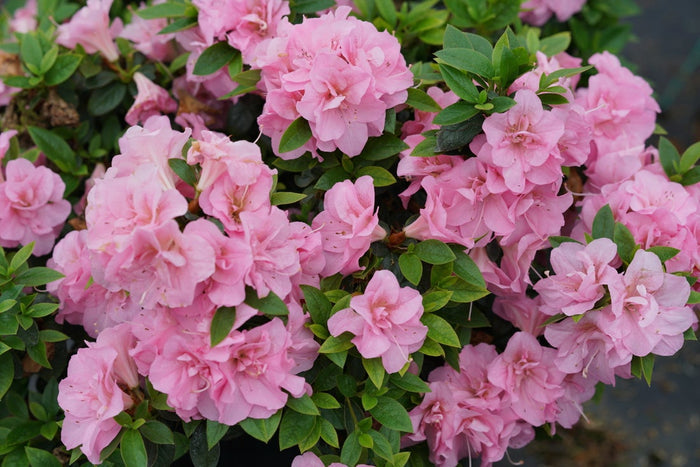 Azalea Perfecto Mundo® Double Pink - 2 Gallon