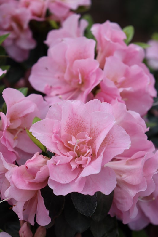 Azalea Perfecto Mundo® Double Pink - 2 Gallon