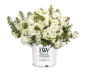 Azalea Perfecto Mundo® Double White - 2 Gallon