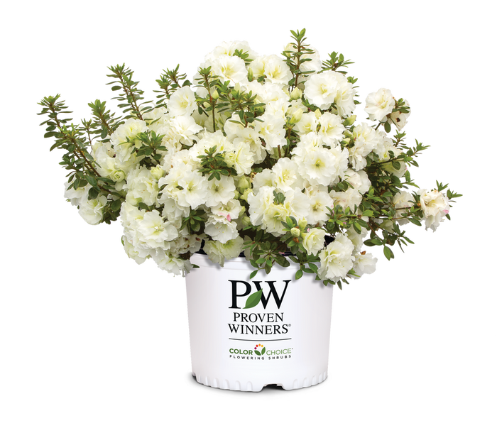Azalea Perfecto Mundo® Double White - 2 Gallon