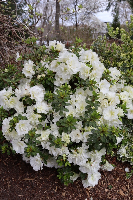 Azalea Perfecto Mundo® Double White - 2 Gallon
