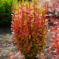 Barberry Orange Rocket™ - 1 Gallon