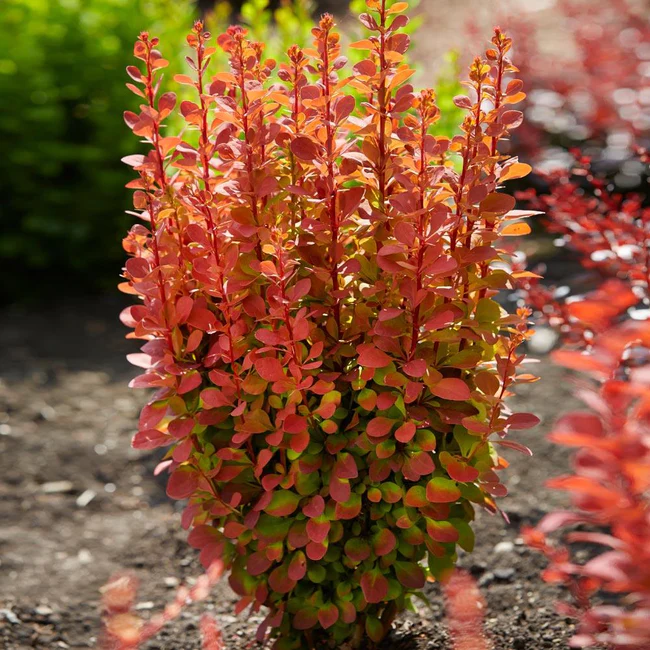 Barberry Orange Rocket™ - 1 Gallon