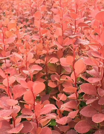 Barberry Orange Rocket™ - 1 Gallon