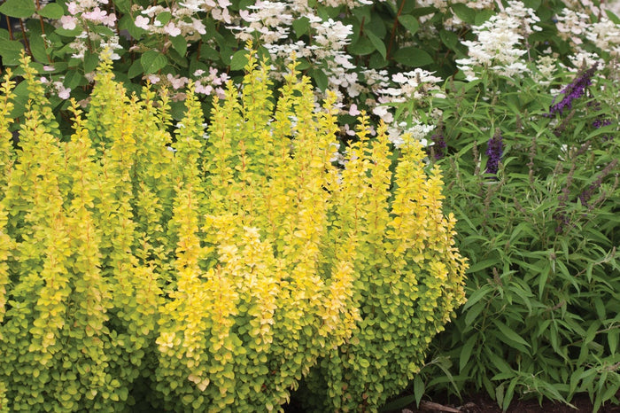 Barberry Sunjoy Gold Pillar® - 2 Gallon