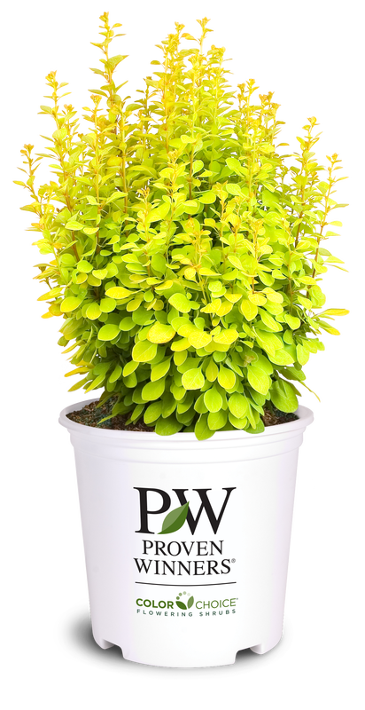 Barberry Sunjoy Gold Pillar® - 2 Gallon